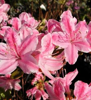 Japanese Azalea 'Kermesina Rose'