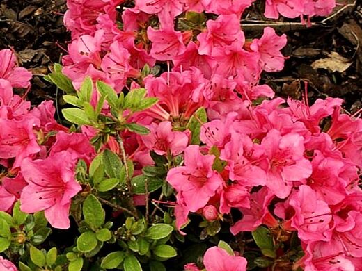 Japanese Azalea 'Cherie'