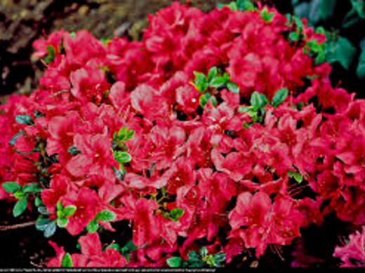 Japanese Azalea 'Muttertag'