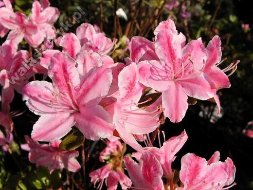 Азалия японская 'Kermesina Rose'