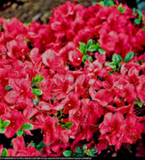 Japanese Azalea 'Muttertag'