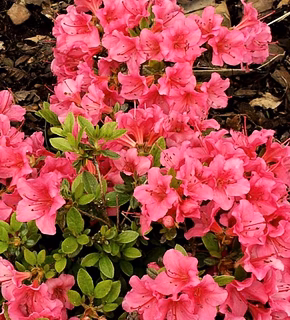 Japanese Azalea 'Cherie'