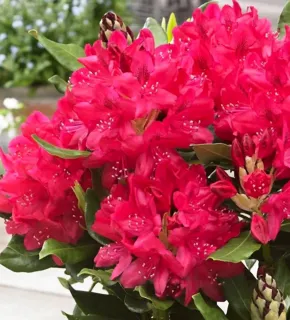 Рододендрон 'Нова Зембла'
